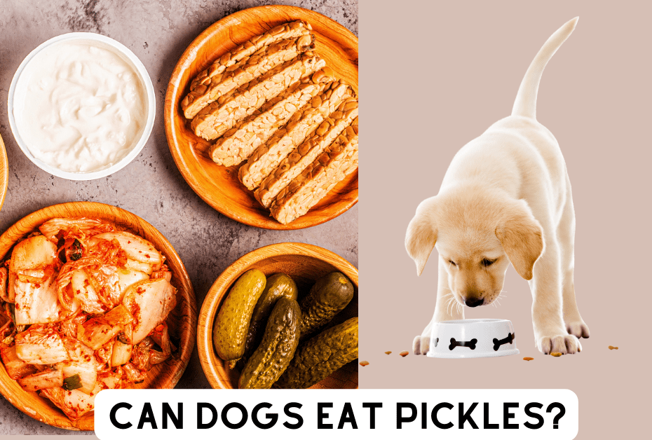 You are currently viewing Can Dogs Eat Pickles? The Real Answer You Need to Know