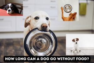 Read more about the article Surviving On a Skimpy Diet: How Long Can a Dog Go Without Food?