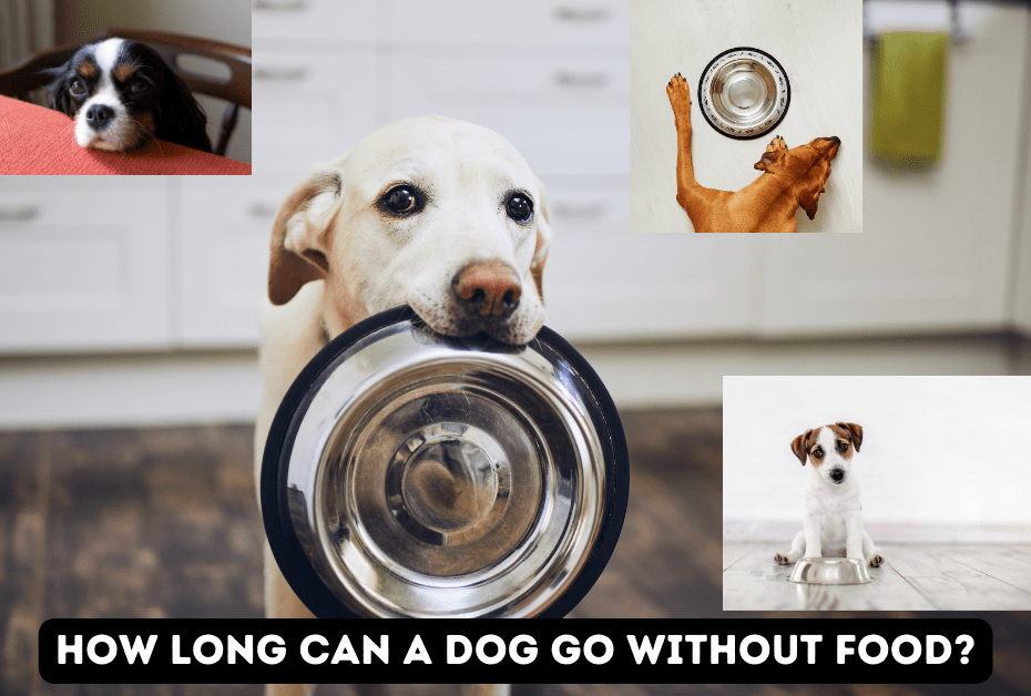 You are currently viewing Surviving On a Skimpy Diet: How Long Can a Dog Go Without Food?