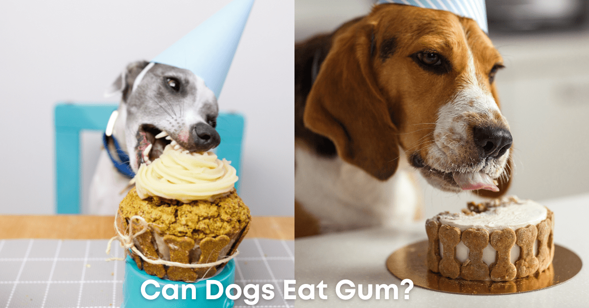 You are currently viewing Chew On This: Can Dogs Eat Gum? The Surprising Truth