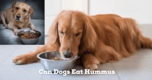 Read more about the article Can Dogs Eat Hummus? The Surprising Truth You Need To Know