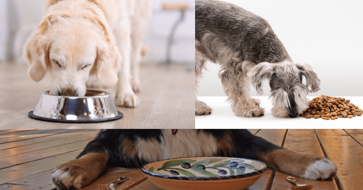 You are currently viewing Can Dogs Eat Olives? Everything You Need to Know